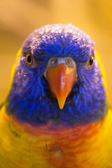 rainbow lorikeet parrot