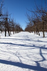 Obraz premium winter landscape with trees