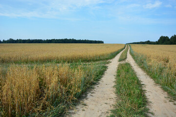 Fototapeta na wymiar The road into the distance. Wheat field. Rye field. Golden ears.