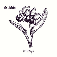 Cattleya orchids flower collection. Ink black and white doodle drawing in woodcut style with inscription. © Artinblackink