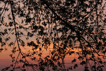 sunset in the forest