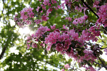 Fototapeta premium flowers in the garden