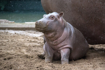 baby hippopotamus uner the rain in zoo