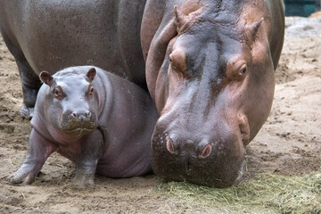 baby and mother hippopotamus in zoo