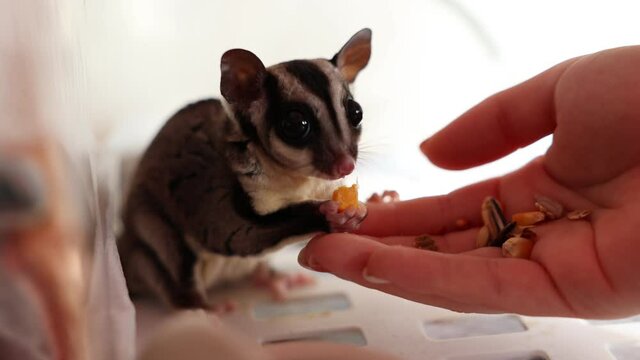 手からエサを食べるモモンガ