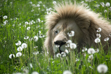 Portait of a lion hiding in the grass