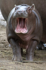 baby hippopotamus in zoo