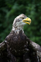 portrait of a eagle