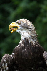 portrait of a eagle