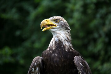 portrait of a eagle