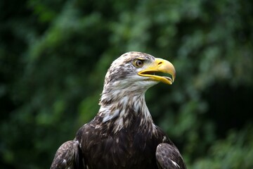 portrait of a eagle
