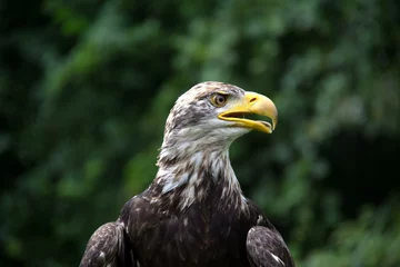 Foto op Plexiglas portrait of a eagle © SofotoCool