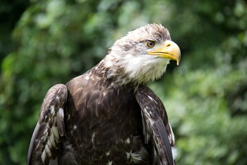 portrait of a eagle