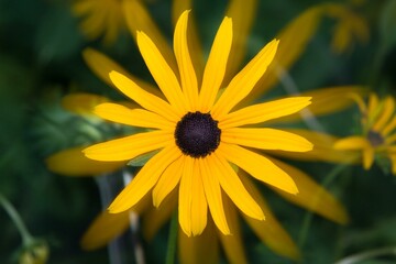 yellow flower in the garden