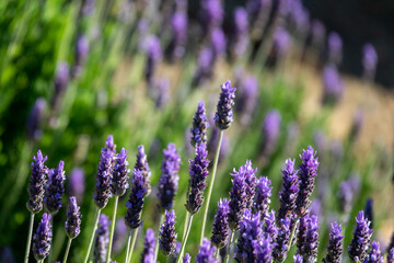 Obraz premium Detail of lavender flowers in the field