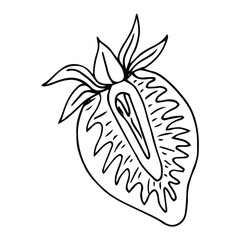 Strawberry leaves flowers doodle hand drawn graphics vector