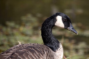 country goose portrait
