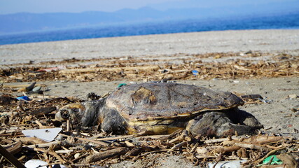 Dead sea turtle 