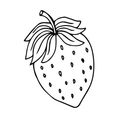 Strawberry leaves flowers doodle hand drawn graphics vector
