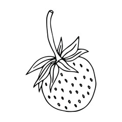 Strawberry leaves flowers doodle hand drawn graphics vector