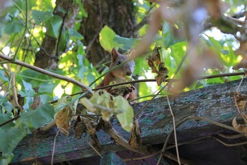 squirrel on tree