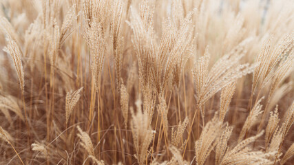 Abstract natural background of soft plants Cortaderia selloana. Pampas grass on a blurry bokeh, Dry...