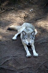 Obraz premium wolf in the zoo
