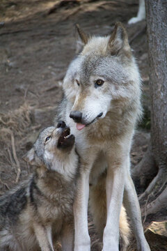 baby and mummy wolf in the forest