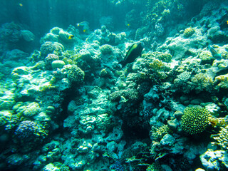 coral reef of the red sea. corals close-up