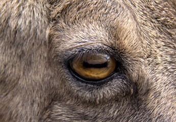 eye of a ibex