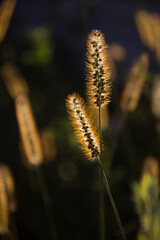close up of a fern