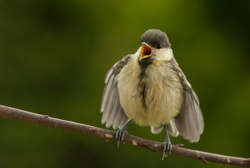 Sikora bogatka (Parus major) Great Tit  © artel120(Minasyan)
