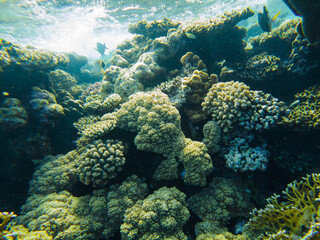 coral reef of the red sea. corals close-up