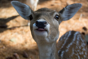Fototapeta premium portrait of a deer