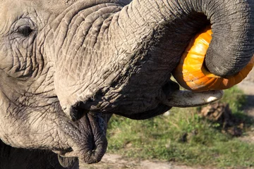 Fototapete Rund close up of an elephant eating a pumpkin © SofotoCool