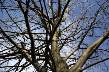 branches against blue sky