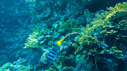 Abudefduf. fish sergeant on the background of coral in the red sea