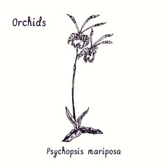 Psychopsis mariposa orchid flower collection. Ink black and white doodle drawing in woodcut style with inscription. © Artinblackink