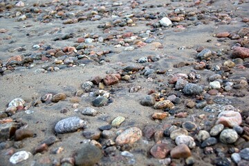 shells on the beach