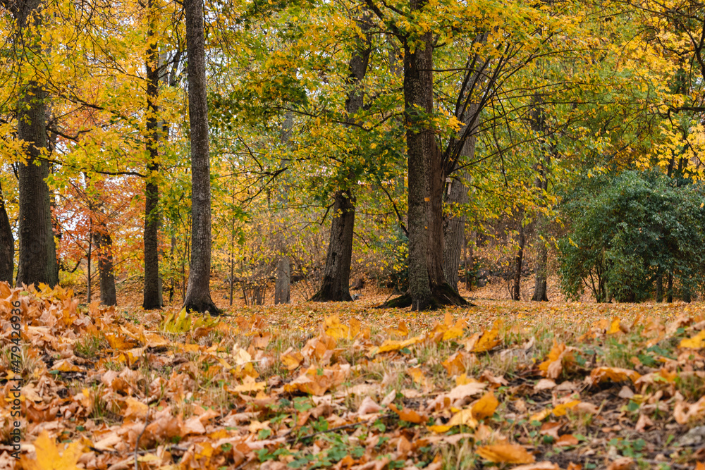 Wall mural autumn landscape in the park