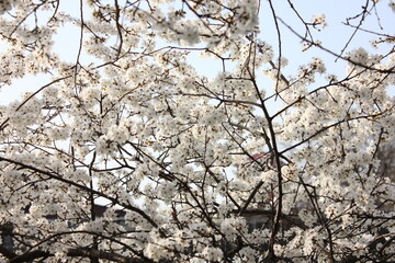 blossom in spring