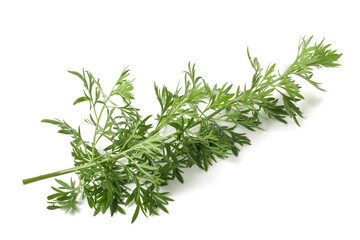 Artemisia branch - obrazy, fototapety, plakaty