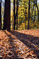 Autumn in the forest