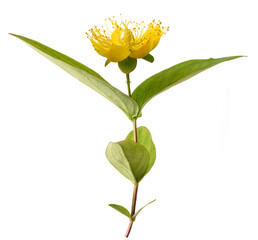 St. John's wort flower