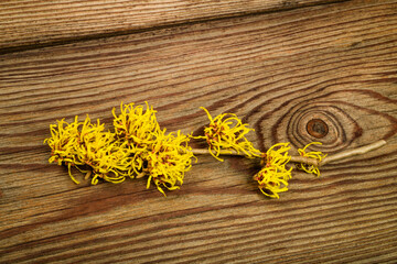 Witch hazel flowers