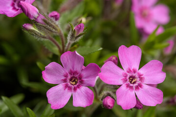 Creeping phlox