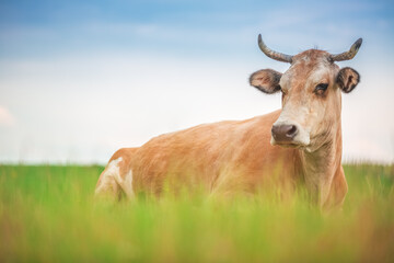 Naklejka na ściany i meble Cow in a meadow pasture, farmland