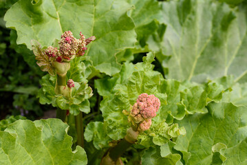 Rhubarb plant