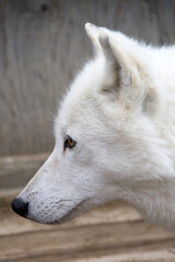 Obraz premium Close up of a white wolf