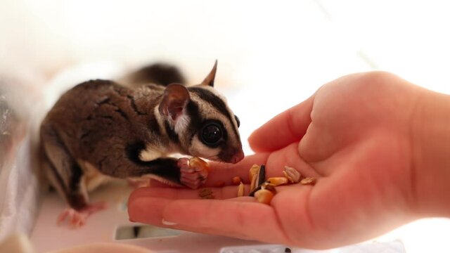 手からエサを食べるモモンガ